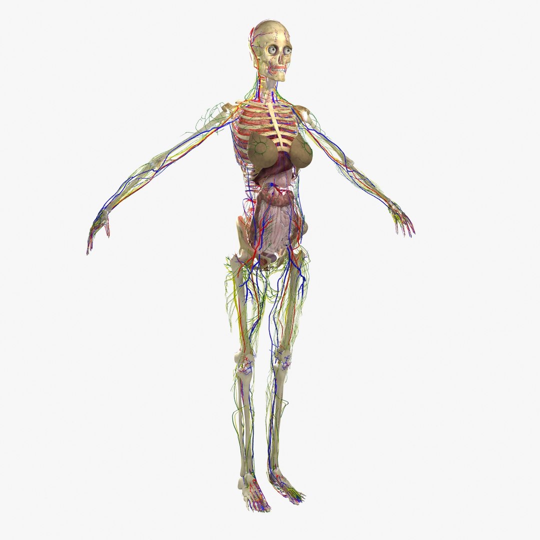 3d ma ultimate complete rigged female https://p.turbosquid.com/ts-thumb/Vh/MdUt5N/VqEkD2R4/013/jpg/1462904421/1920x1080/fit_q87/836534c3b598034e0cfd4e2346bd4dfe98433241/013.jpg