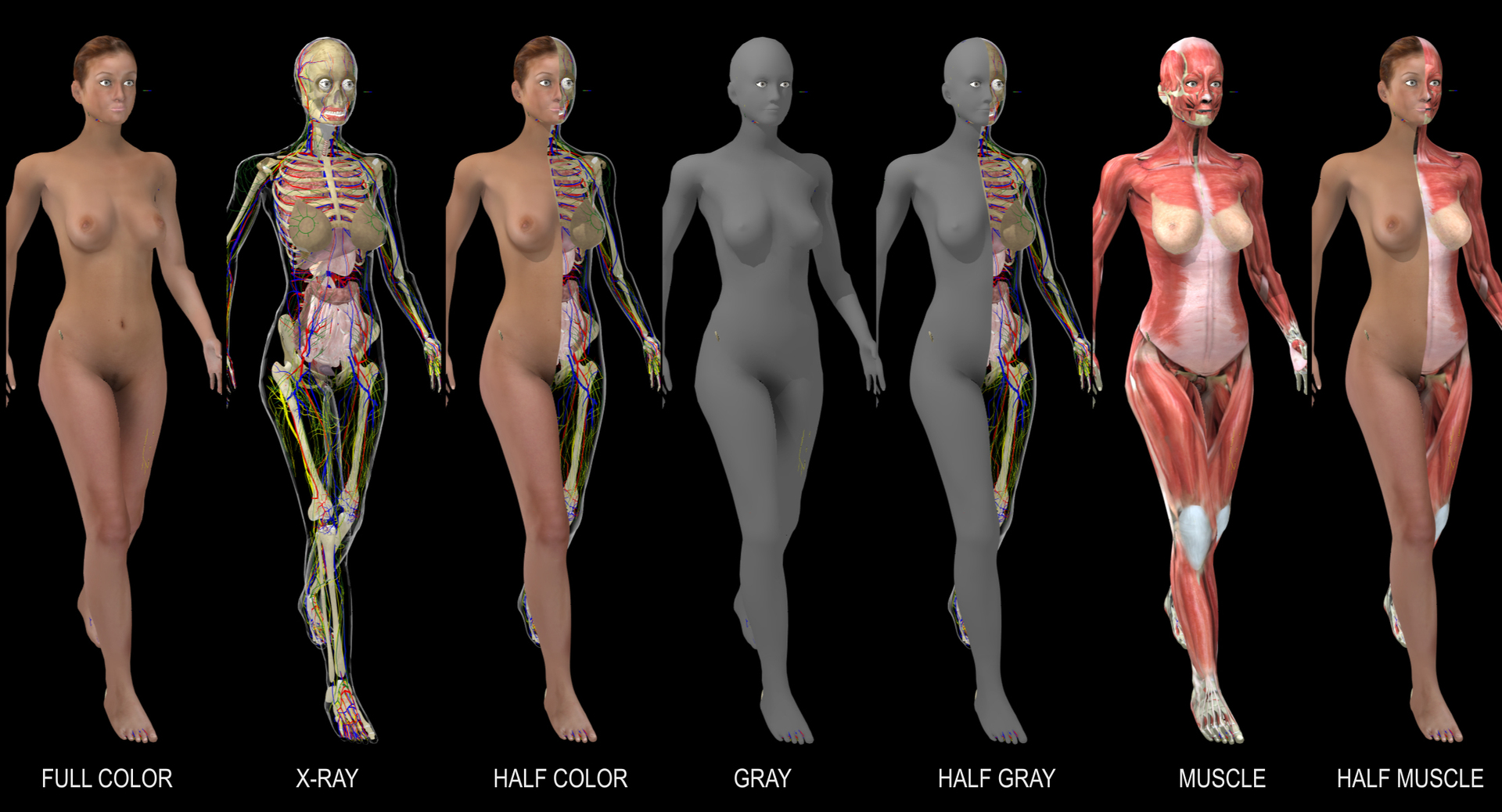 3d ma ultimate complete rigged female https://p.turbosquid.com/ts-thumb/Vh/MdUt5N/W0XE2eO3/whitewalkfemale/jpg/1542740888/1920x1080/turn_fit_q99/0009be478c39cb7dbd1b56678caf7104046e45c1/whitewalkfemale-1.jpg