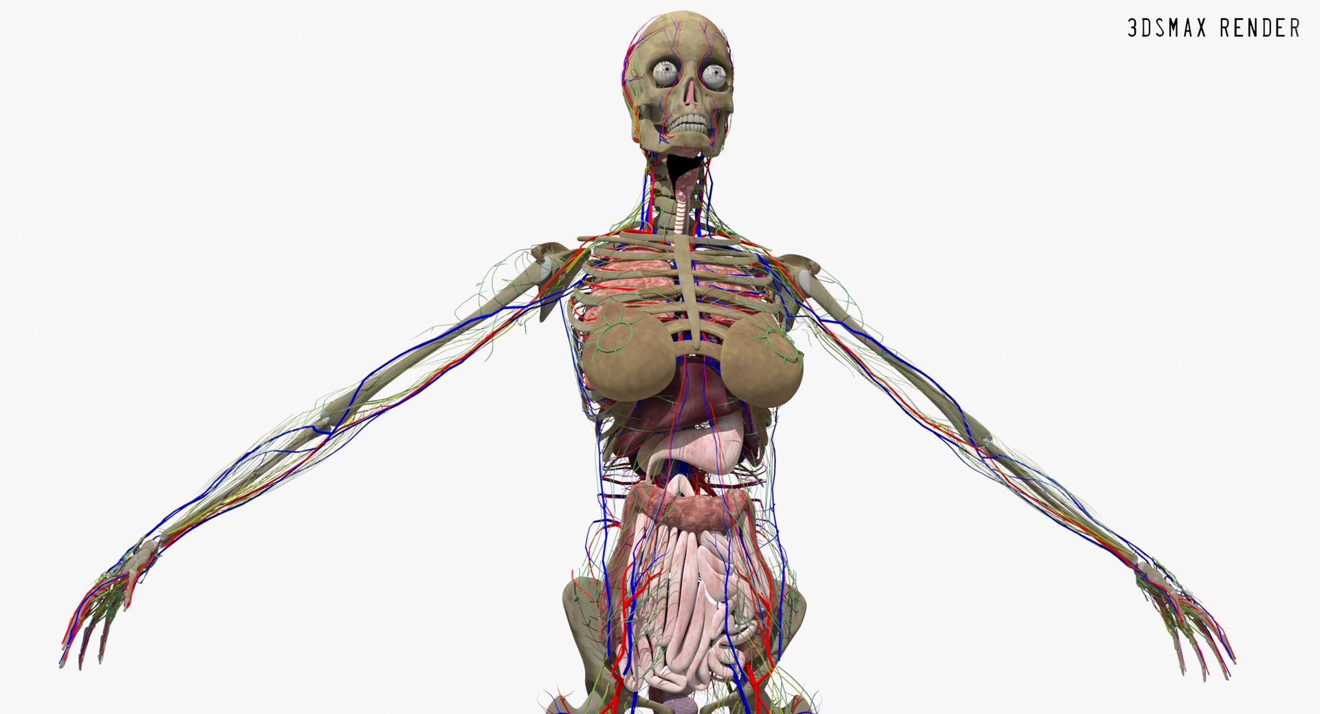 3d ma ultimate complete rigged female https://p.turbosquid.com/ts-thumb/Vh/MdUt5N/Z7xiKSfO/max_004/jpg/1566165635/1920x1080/fit_q87/47959edab4903a28519cfc69c3d294f1b3ca1582/max_004.jpg