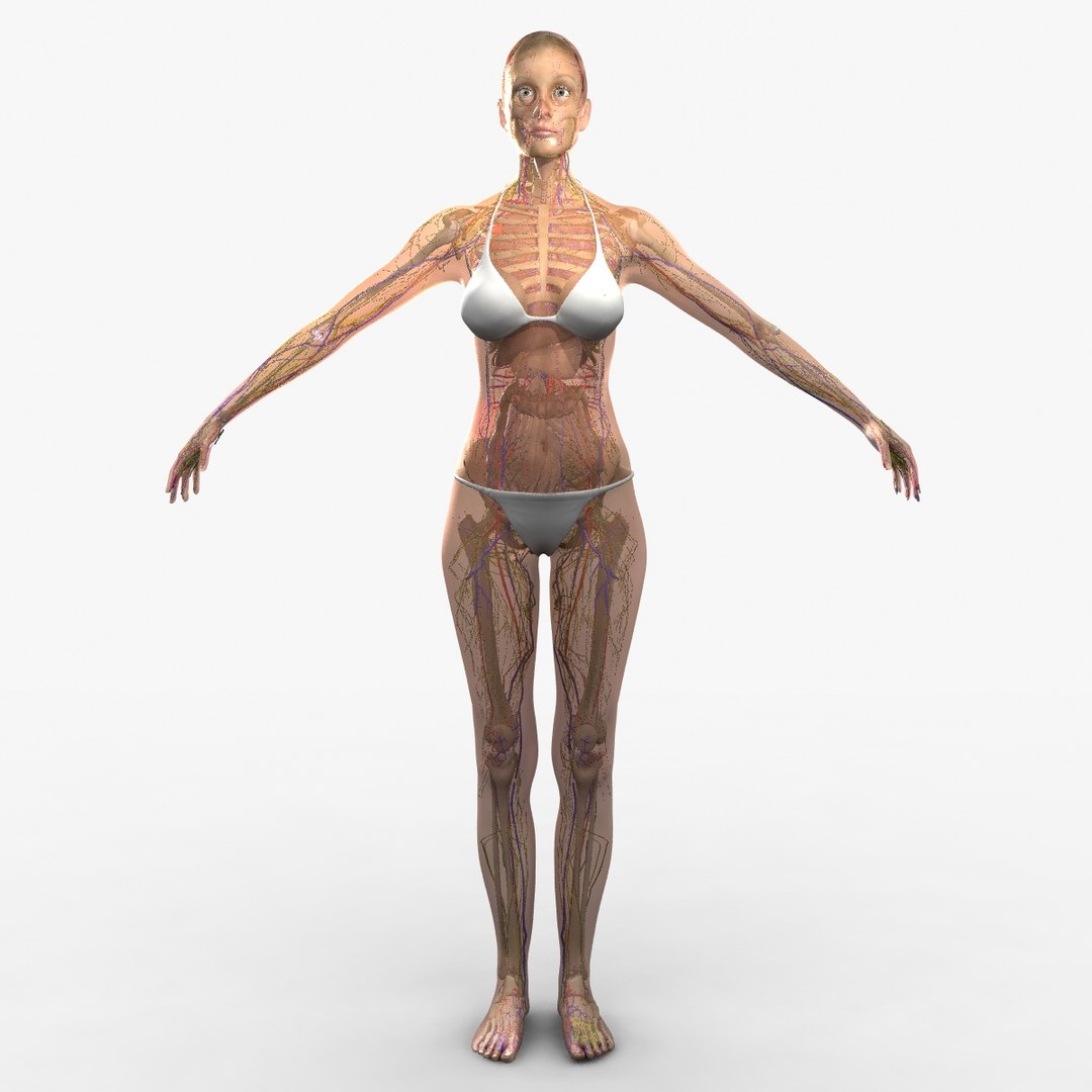 3d ma ultimate complete rigged female https://p.turbosquid.com/ts-thumb/Vh/MdUt5N/b3B1vTqn/000000/jpg/1464753290/1920x1080/fit_q87/c7229cc127fe2afbfd3b99b90b77d578ce085305/000000.jpg
