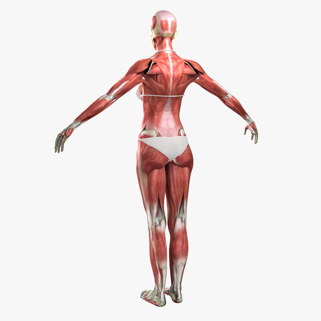 3d ma ultimate complete rigged female https://p.turbosquid.com/ts-thumb/Vh/MdUt5N/cBRqEw6W/010/jpg/1462902884/1920x1080/fit_q87/b1172f6e5dbe20d5673a3704c958b7cb96ba165e/010.jpg
