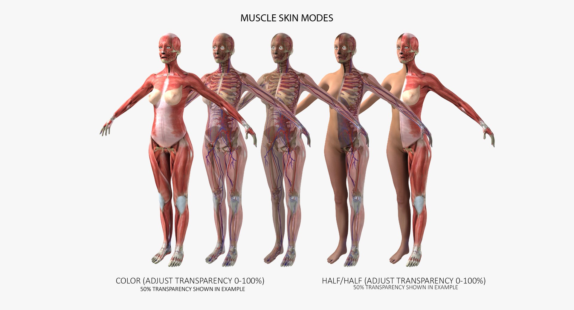 3d ma ultimate complete rigged female https://p.turbosquid.com/ts-thumb/Vh/MdUt5N/dxiLY37g/muscle/jpg/1540831785/1920x1080/fit_q87/e51ac396928c8ec94c6c4616836900079b93f2d0/muscle.jpg
