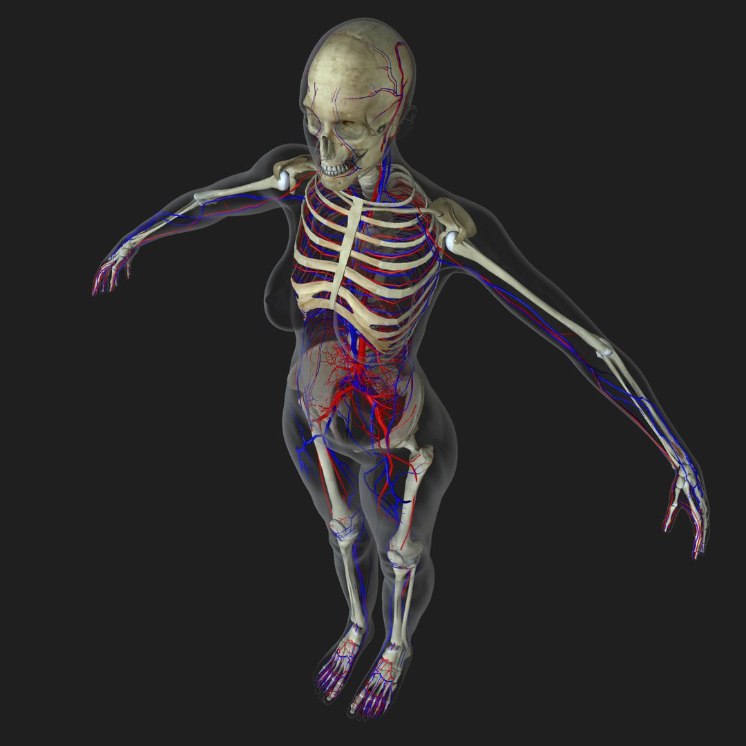 3d ma ultimate complete rigged female https://p.turbosquid.com/ts-thumb/Vh/MdUt5N/eTrMt2ry/circ1/jpg/1462906608/1920x1080/fit_q87/d7c5758502c3047a75c27dd5c133c7c9fa60868a/circ1.jpg