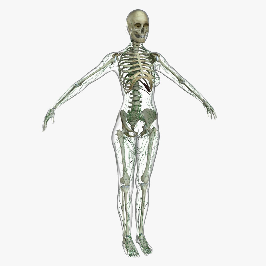 3d ma ultimate complete rigged female https://p.turbosquid.com/ts-thumb/Vh/MdUt5N/floCpKYe/01/jpg/1462905429/1920x1080/fit_q87/d0fb1b8352bb3707319dcc0fcd187bfcbe788fac/01.jpg