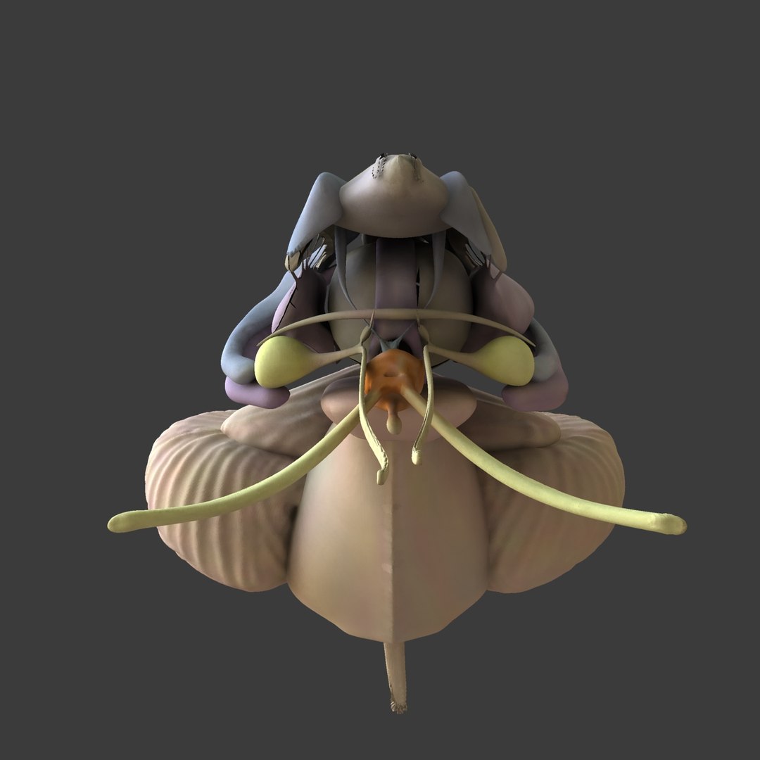 3d ma ultimate complete rigged female https://p.turbosquid.com/ts-thumb/Vh/MdUt5N/hy1JwYL7/062/jpg/1462899583/1920x1080/fit_q87/207d41315995c1a61fe9fe3ba79fdeb3c030d49c/062.jpg
