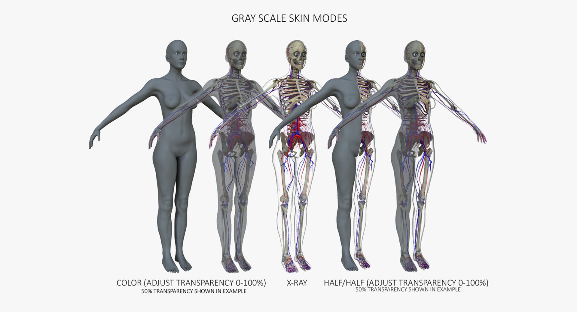 3d ma ultimate complete rigged female https://p.turbosquid.com/ts-thumb/Vh/MdUt5N/hyAAP6IP/skingray/jpg/1540831980/1920x1080/fit_q87/16185c2043607c53bdc8b48d3846501465c9ac32/skingray.jpg