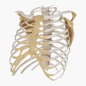 Rib Cage