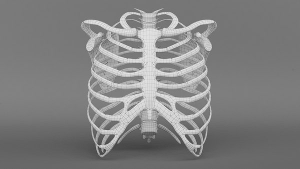 3d model ribcage complete