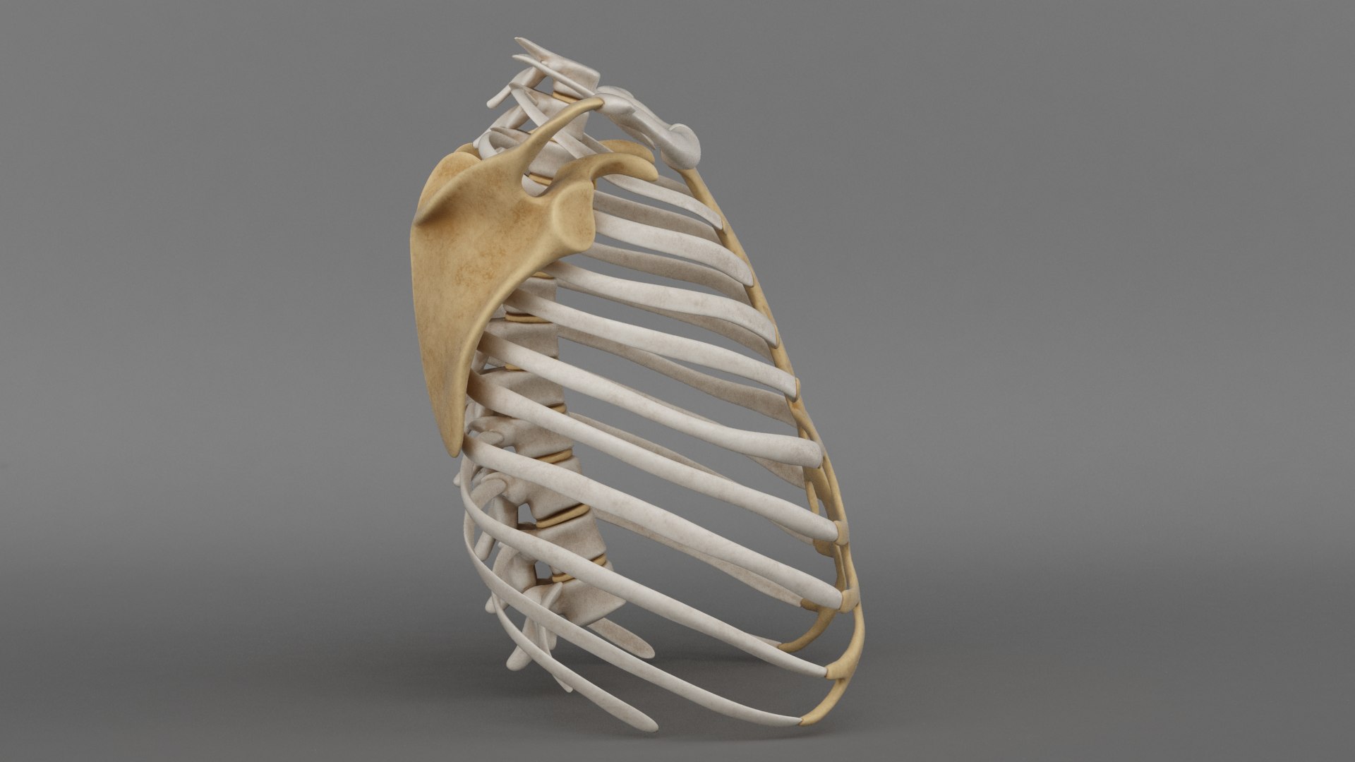 3d model ribcage complete