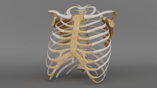 3d model ribcage complete