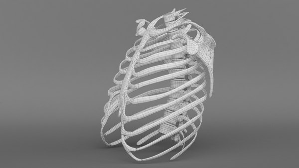 3d model ribcage complete