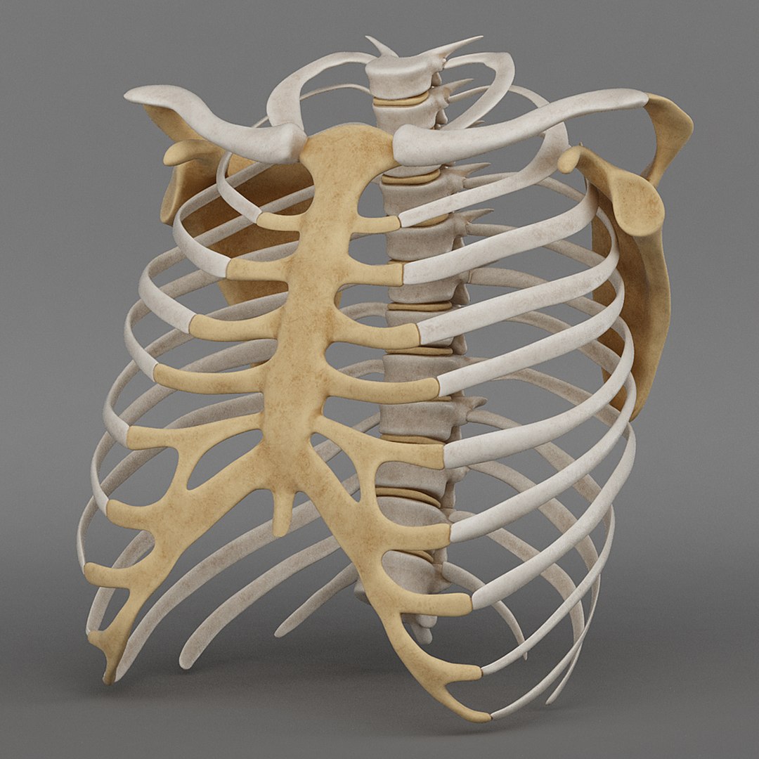 3d model ribcage complete