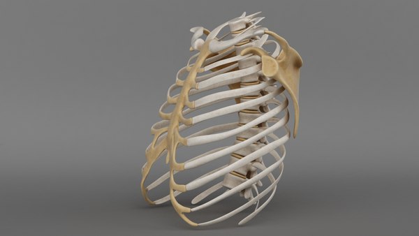 3d model ribcage complete