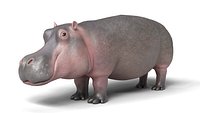 Hippopotamus Rigged
