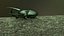 Chalcosoma Atlas beetle Textured  (no rigging)