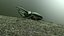 Chalcosoma Atlas beetle Textured  (no rigging)