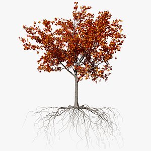 3D maple autumn 3 tree bark model