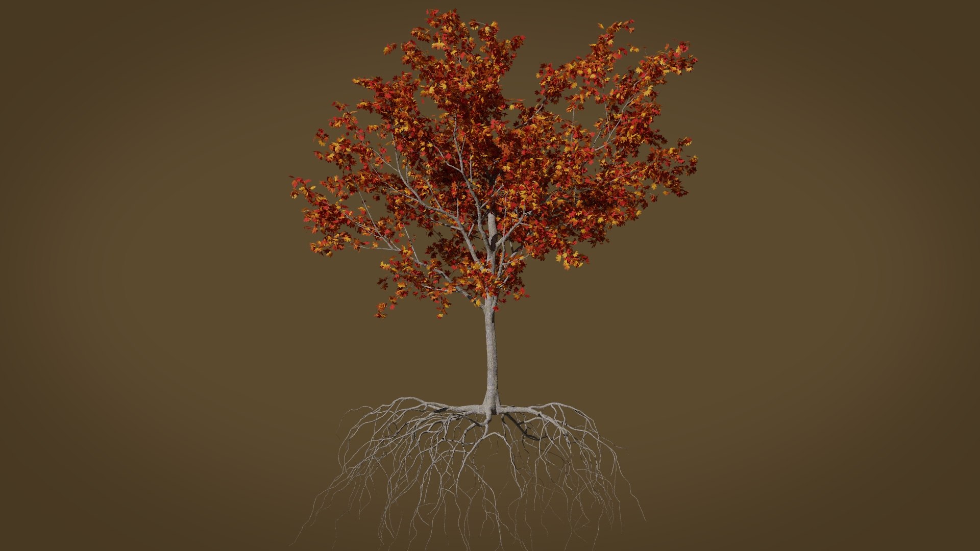 3D maple autumn 3 tree bark model - TurboSquid 1472194