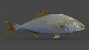 Amberjack Fish