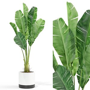 Plants collection 427