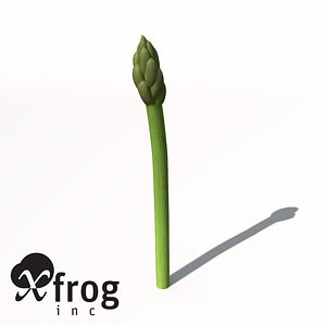 asparagus plant 3d model
