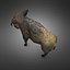 Boar