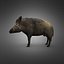 Boar
