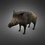 Boar