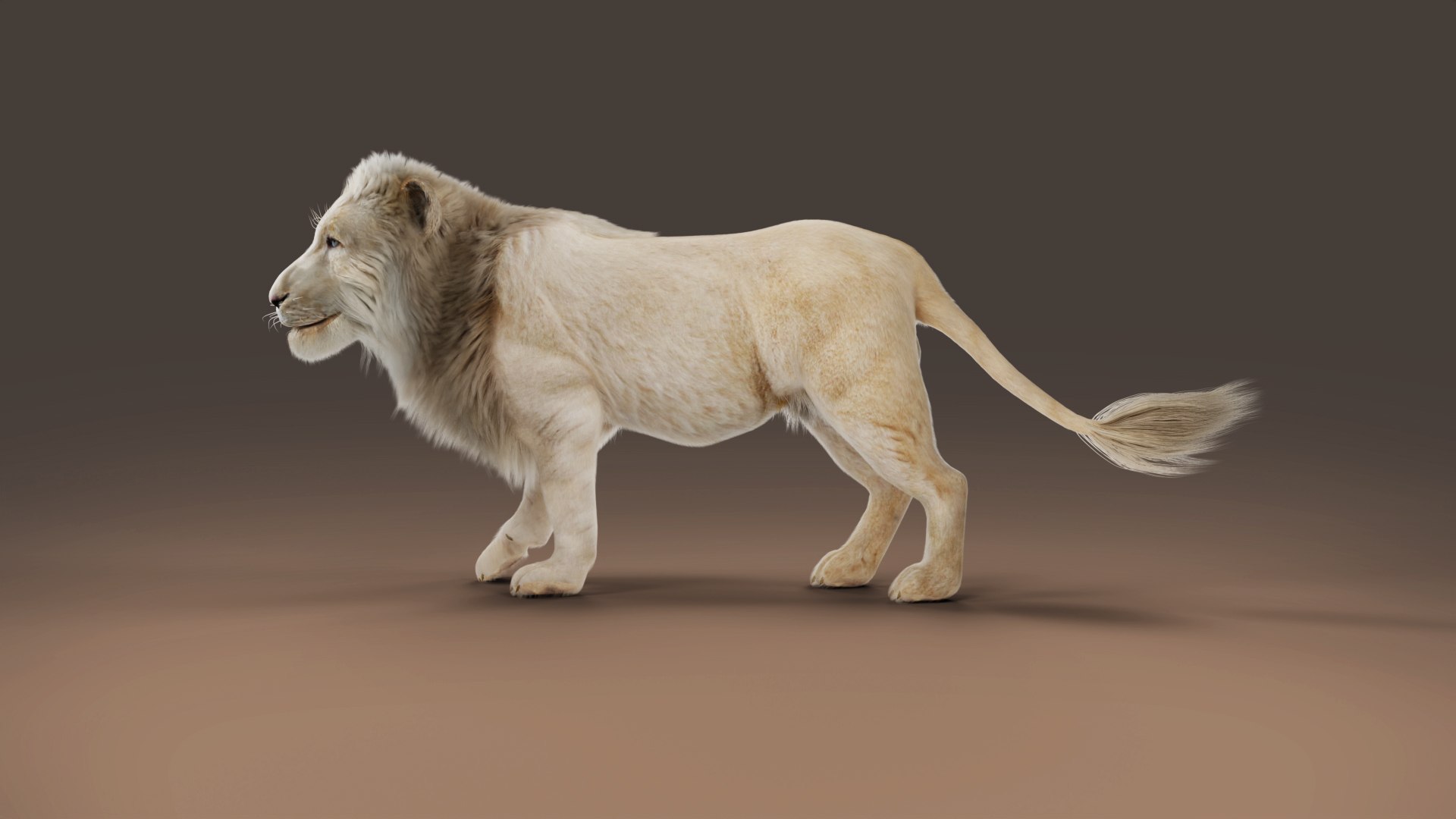 3D Fur White Lion Rigged and Animation in Blender model https://p.turbosquid.com/ts-thumb/Vh/rUc6do/R5/06/jpg/1677223584/1920x1080/fit_q87/5e8b40fa44e1d01e96408ed40fbd45e9edb372a6/06.jpg