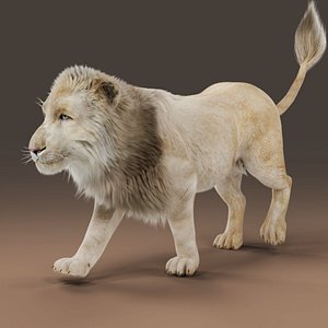 Fur White Lion Rigged and Animation in Blender