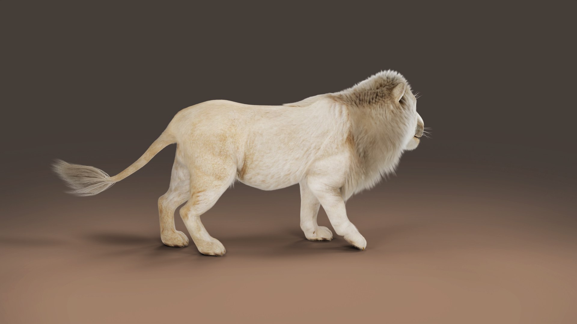 3D Fur White Lion Rigged and Animation in Blender model https://p.turbosquid.com/ts-thumb/Vh/rUc6do/mc/05/jpg/1677223584/1920x1080/fit_q87/1b7c3ee32546d0ad5d5efdff7ec73aeb5dc020f4/05.jpg