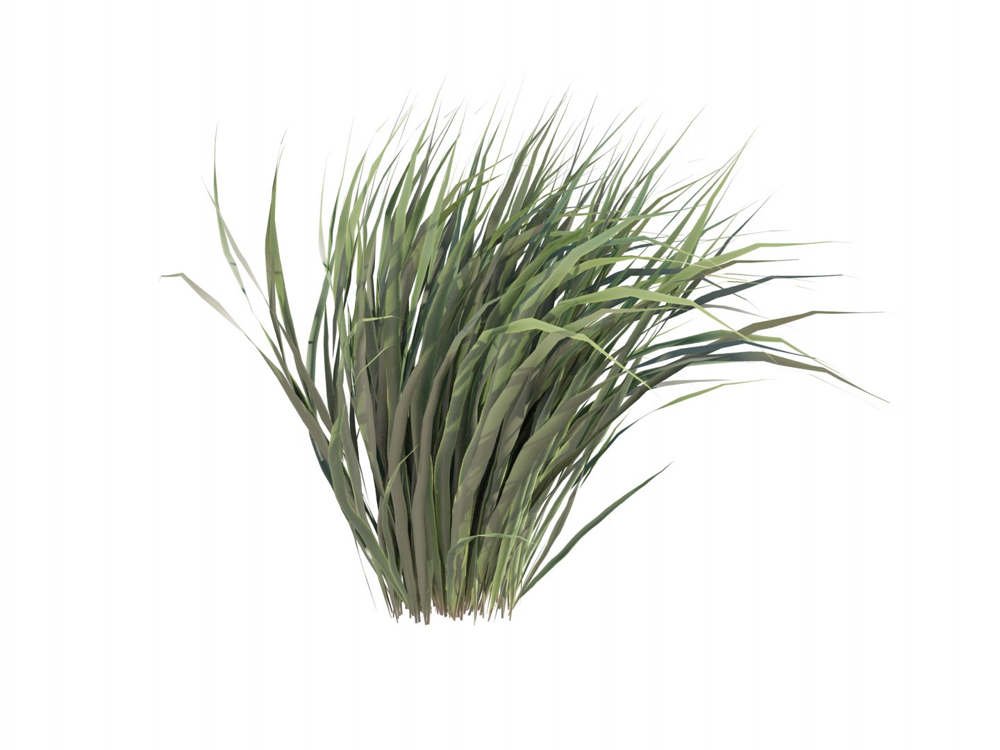 3D Phormium Tenax https://p.turbosquid.com/ts-thumb/Vh/t91uKE/BW/03/png/1632186487/1920x1080/fit_q87/b64a306c3aae0c5c7f9081d56dc6a18819098d84/03.jpg