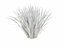 Phormium Tenax