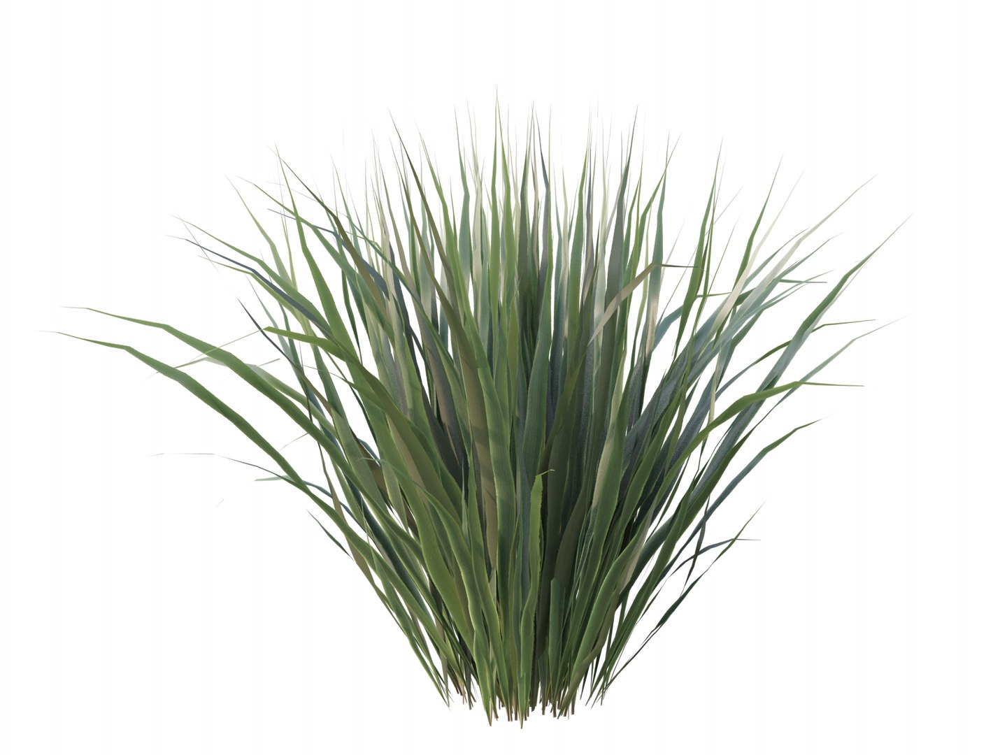 3D Phormium Tenax https://p.turbosquid.com/ts-thumb/Vh/t91uKE/Hv/02/png/1632177095/1920x1080/fit_q87/1b15e52c39a2006c9e72d41d9880a2de6ad27c4a/02.jpg