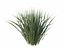 Phormium Tenax