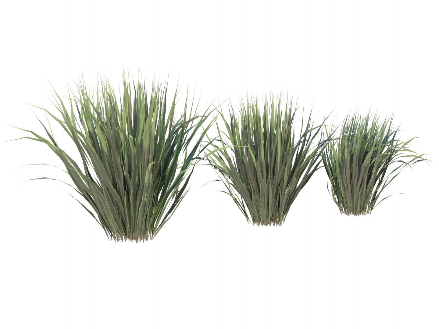 3D Phormium Tenax https://p.turbosquid.com/ts-thumb/Vh/t91uKE/TE/04/png/1632186510/1920x1080/fit_q87/b859aced520312ef0bb151227fc6b10e98d311af/04.jpg