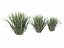 Phormium Tenax