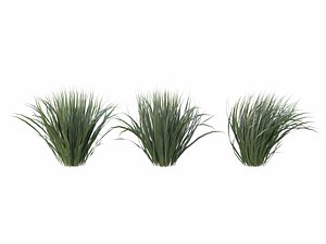 3D Phormium Tenax