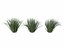 Phormium Tenax