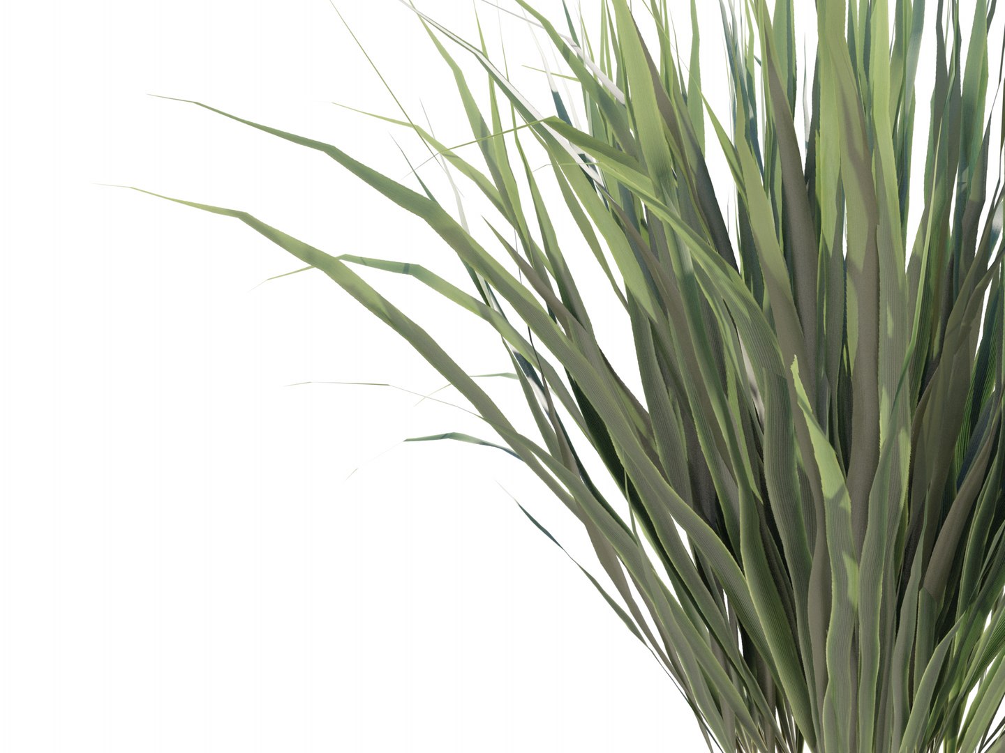 3D Phormium Tenax https://p.turbosquid.com/ts-thumb/Vh/t91uKE/lG/05/png/1632186531/1920x1080/fit_q87/3254127cf4e3644bf6eb93df467ada5664b151ca/05.jpg