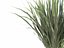 Phormium Tenax