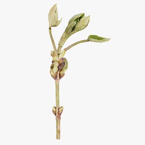 3D Aesculus Hippocastanum Common Horse Chestnut Sapindaceae Sprout 2 Remastered
