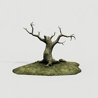 old tree