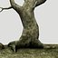 old tree
