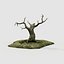 old tree