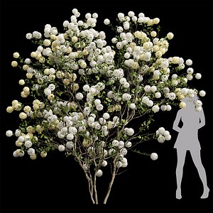 3D New Plant High Detail Viburnum Macrocephalum model