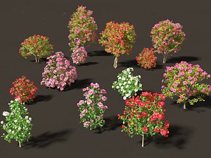 Camellia japonica - Japanese camellia 02 3D model