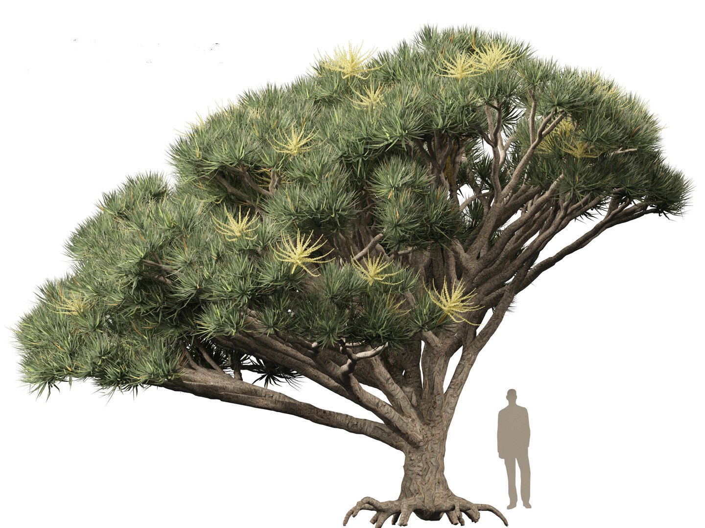 3D Dracaena draco - Dragon tree https://p.turbosquid.com/ts-thumb/Vi/FSYza3/04/dracaenadraco01_019/jpg/1694270665/1920x1080/fit_q87/f5794bca361b8f1a4556826bf4032c6af91df00c/dracaenadraco01_019.jpg
