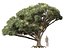 Dracaena draco - Dragon tree