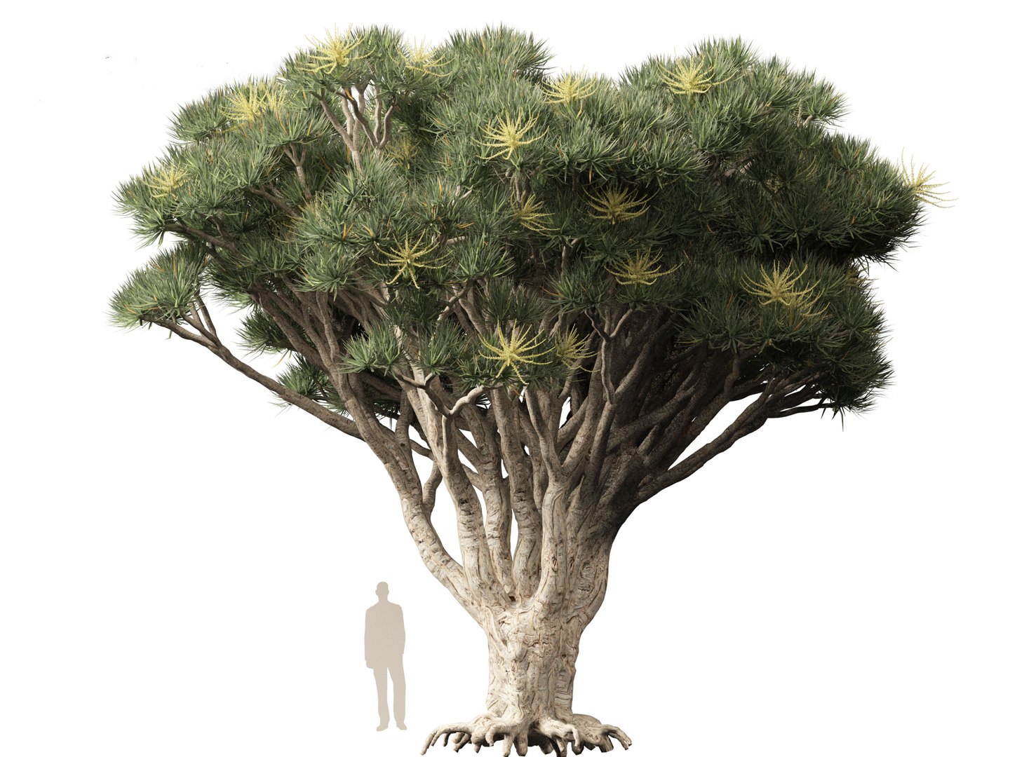 3D Dracaena draco - Dragon tree https://p.turbosquid.com/ts-thumb/Vi/FSYza3/06/dracaenadraco01_0112/jpg/1694271046/1920x1080/fit_q87/249c38eff93dea269ffe5a896abc13befc897df2/dracaenadraco01_0112.jpg